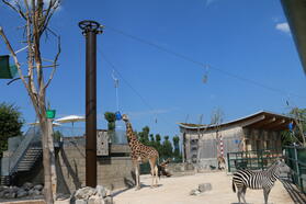 Die Giraffen-Futter-Seilbahn.