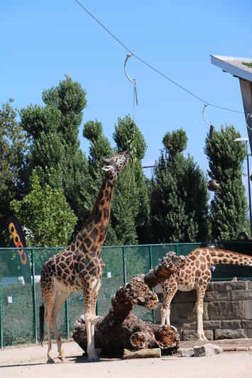 Die Giraffe beim fahrenden Futternapf.