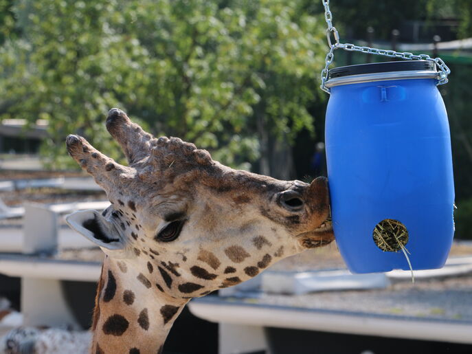 Système de nourrissage pour girafes